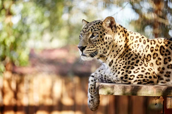 Pericoloso Predatore Leopardo Seduto Sdraiato Panchina Legno Lettiera Legno Riposarsi — Foto Stock