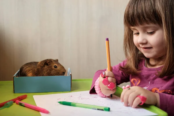 一个小女孩的画像 她和一只坐在她旁边的豚鼠一起在餐桌边画画 小女孩和他的宠物玩耍 — 图库照片