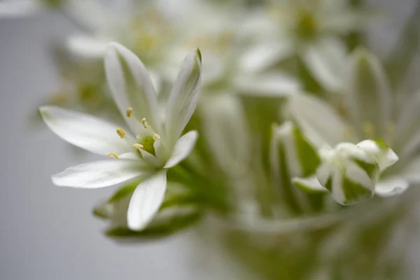 Белые Цветы Миниатюрной Вазе Серой Поверхности Весенний Букет Цветов Красивая — стоковое фото