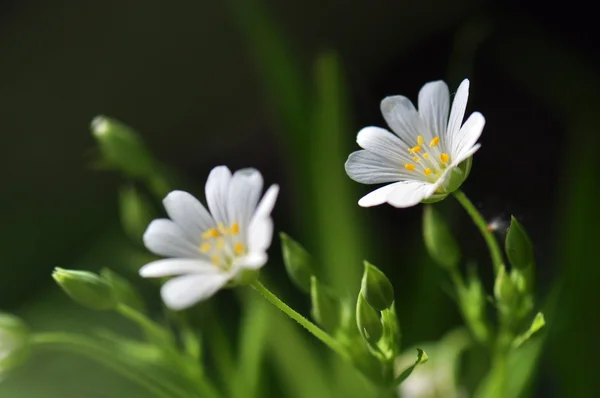 Flower daisies — Stock Photo, Image