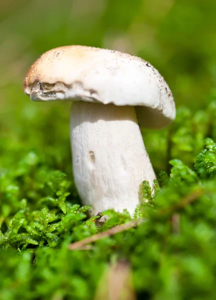 Edible mushroom in green moss