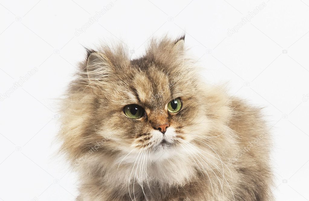 Chinchilla Dore Chat Persan Image Libre De Droit Par Rawgroup C Chinchilla Dore Chat Persan Image Libre De Droit Par Rawgroup C