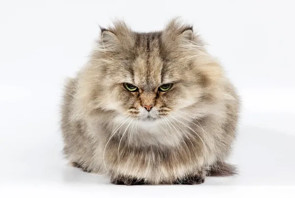 107,960 Angry Cat Images, Stock Photos, 3D objects, & Vectors