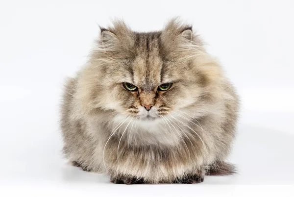 Angry cat looks in front. Stock Photo