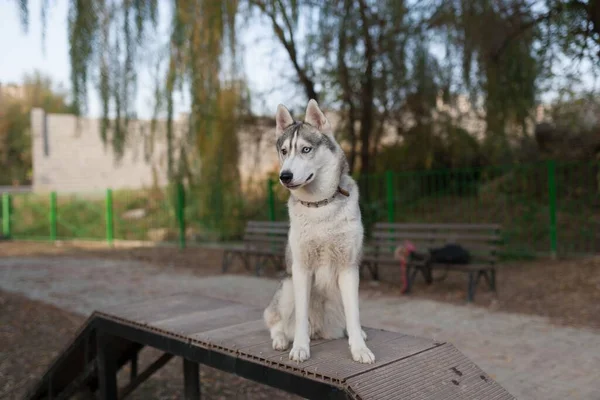 Σιβηρίας husky σκυλί ασήμι παίζει στην παιδική χαρά του σκύλου — Φωτογραφία Αρχείου