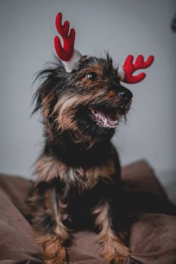 Gülümseyen dost canlısı köpek ayakta dikiliyor ve bakıyor. Diş gülümsemesi. Dilini çıkar. Kızıl geyik boynuzlarıyla