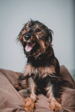 Gülümseyen dost canlısı köpek ayakta dikiliyor ve bakıyor. Diş gülümsemesi. Dilini çıkar.