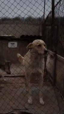 Büyük köpek ahşap bir köpek kulübesinin yanında.