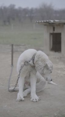 Büyük köpek ahşap bir köpek kulübesinin yanında.