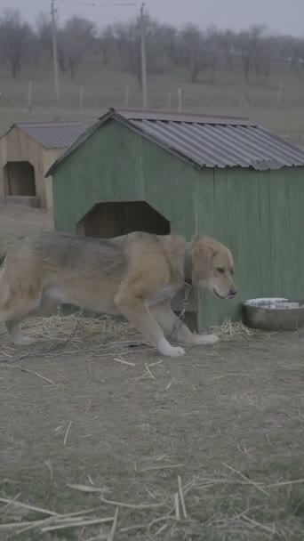 Big dog near a wooden dog house — Wideo stockowe