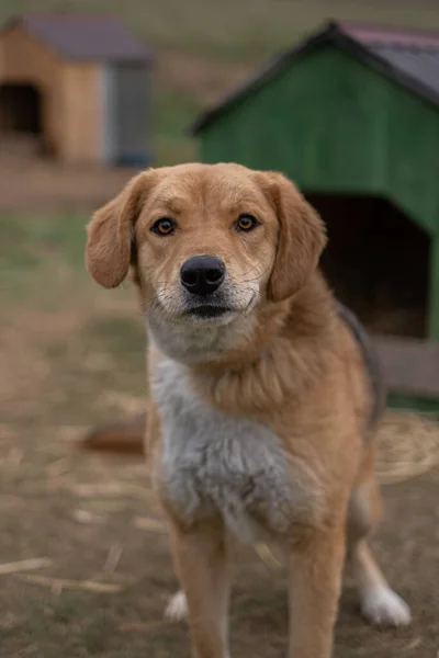 Άστεγο σκυλί σε αλυσίδα σε κλουβί στο καταφύγιο διάσωσης ζώων — Φωτογραφία Αρχείου