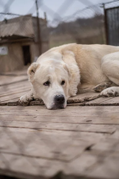 A kóbor kutya átnéz ketrece rácsain az állatmenhelyen. — Stock Fotó