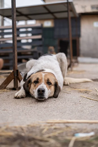 Hajléktalan kutya láncon egy ketrecben az állatmenhelyen. — Stock Fotó
