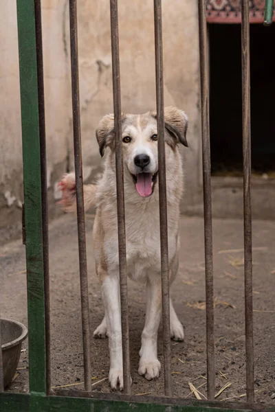 A kóbor kutya átnéz ketrece rácsain az állatmenhelyen. — Stock Fotó
