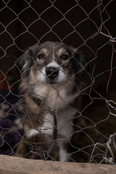Perro callejero mira a través de las barras de su jaula en el refugio de rescate de animales — Foto de Stock