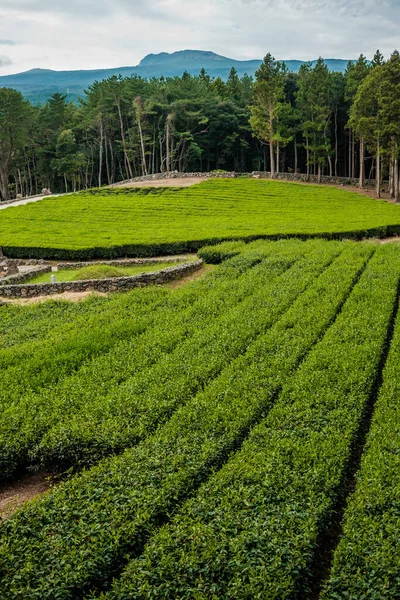 Plantação Chá Ilha Jeju Imagem De Stock