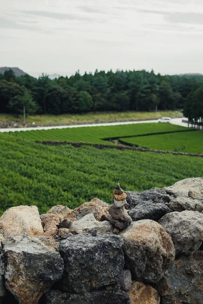 Plantage Jeju Island Stockbild
