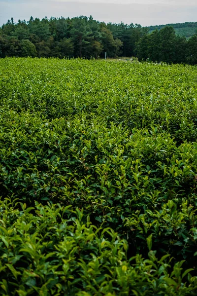 Plantação Chá Ilha Jeju Imagem De Stock