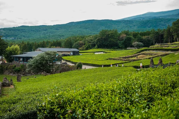 Plantação Chá Ilha Jeju Fotografia De Stock