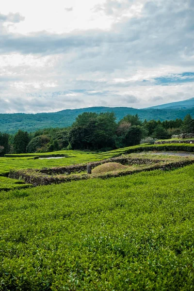 Plantação Chá Ilha Jeju Imagem De Stock