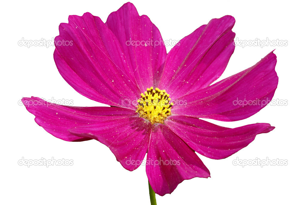 コスモスの花 ストック写真 C Calexica コスモスの花 ストック写真 C Calexica
