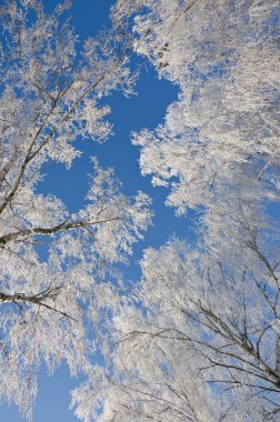 Frost ağaç dalları