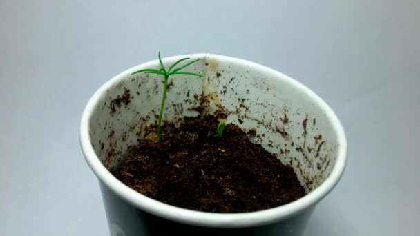 Sprout Spruce Making Its Way Out Ground Video Timelapse Days — Stock Video