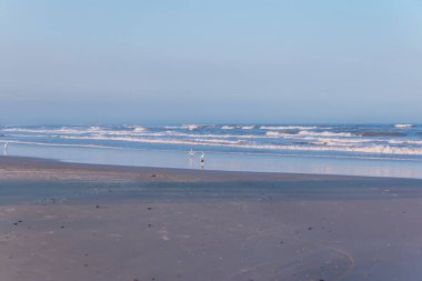Üç balıkçıl ve kırmızı gagalı bir kuş kışın boş kumsalın tadını çıkarırlar.
