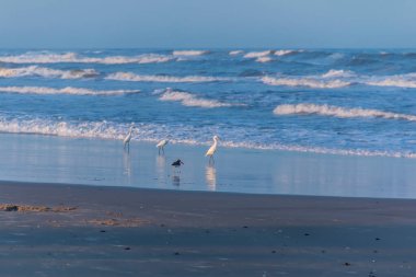 Üç balıkçıl ve kırmızı gagalı bir kuş kışın boş kumsalın tadını çıkarırlar.