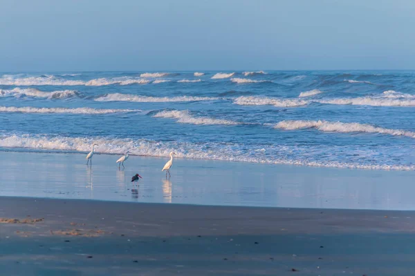 Üç balıkçıl ve kırmızı gagalı bir kuş kışın boş kumsalın tadını çıkarırlar.