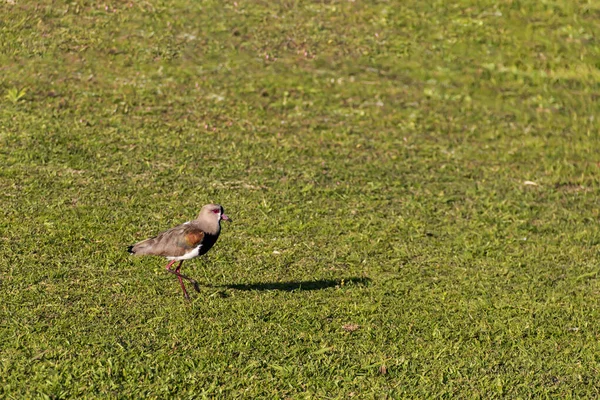 Özenti kuş çimenlerde sessizce yürüyor.