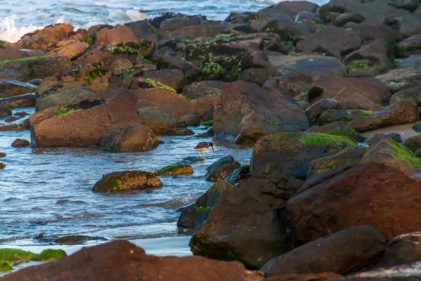 Praia da Cal 'in kayaları arasında kızıl gözlü kuş, Torres, RS, Brezilya