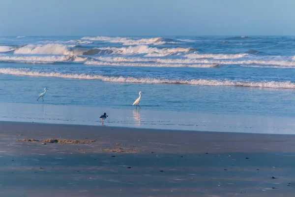 Üç balıkçıl ve kırmızı gagalı bir kuş kışın boş kumsalın tadını çıkarırlar.