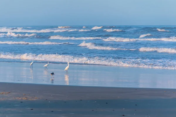 Üç balıkçıl ve kırmızı gagalı bir kuş kışın boş kumsalın tadını çıkarırlar.
