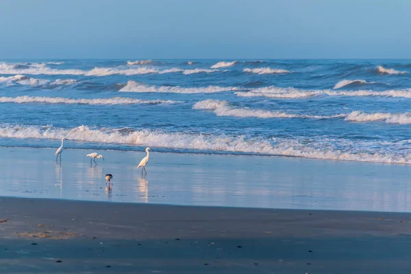 Üç balıkçıl ve kırmızı gagalı bir kuş kışın boş kumsalın tadını çıkarırlar.