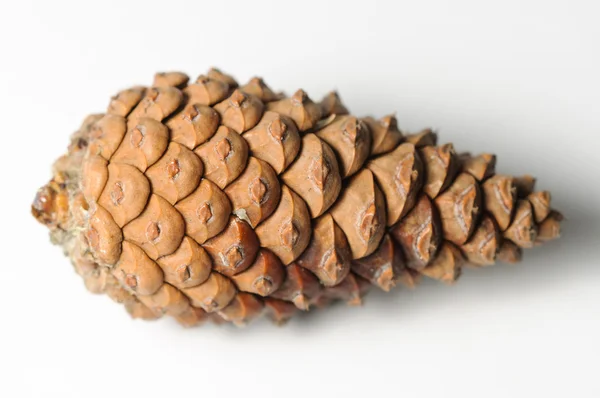 Pine cone detail — Stock Photo, Image