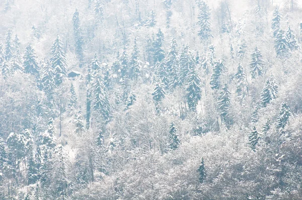 Iğne yapraklı orman kar ile kaplı. — Stok fotoğraf