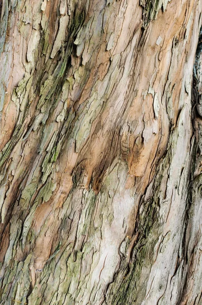 Brown bark of a tree Stock Picture