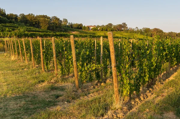 Vigneti e campi — Foto Stock