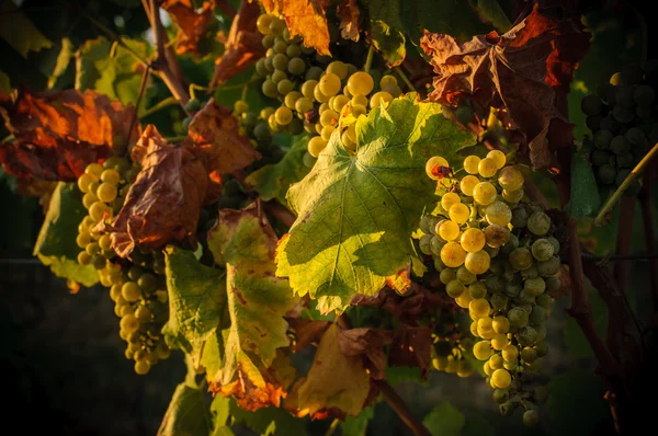 Vignobles en automne — Photo