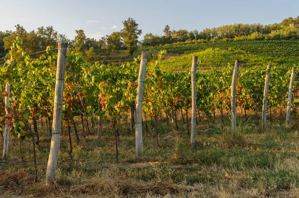 Vigneti e campi — Foto Stock