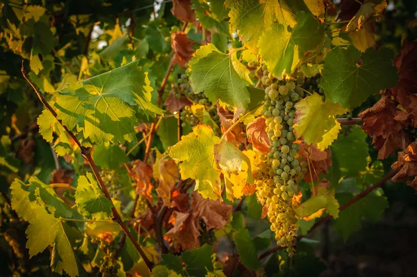 Wijngaarden in de herfst — Stockfoto