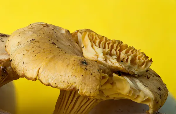 Gele hanenkam paddestoel — Stockfoto