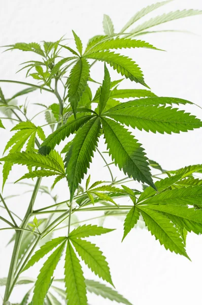 Detalle de la planta de cannabis 图库图片