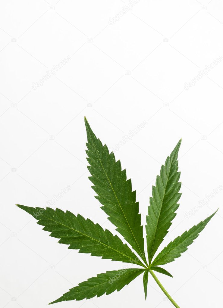 Cannabis plant detail