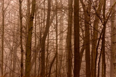 Sonbaharda karanlık, gizemli ve sisli bir orman. Fantezi ormanı.