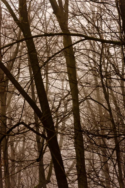 雾蒙蒙的森林在晚秋 幻想森林 — 图库照片