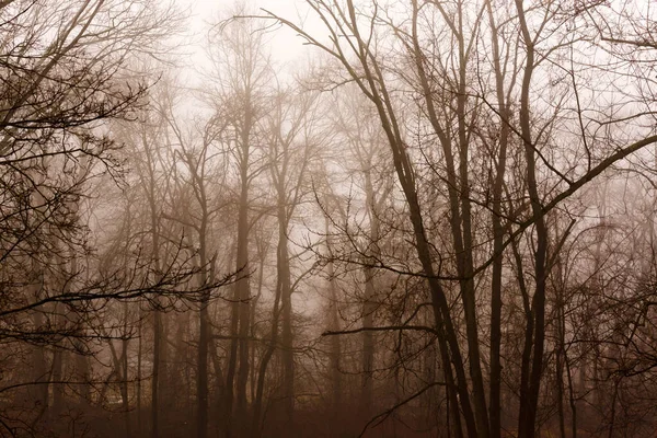 Dunkler Geheimnisvoller Und Nebliger Wald Spätherbst Fantasiewald — Stockfoto