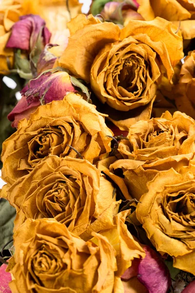 Primer Plano Rosas Amarillas Secas — Foto de Stock