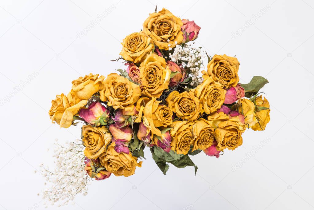 Dry yellow roses isolated on a white background.